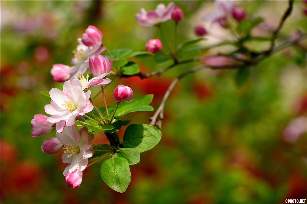 2014.04.01植物园海棠花9.jpg