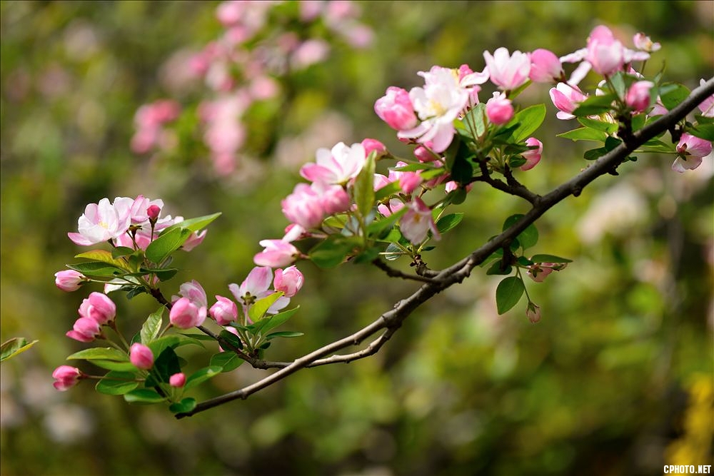 2014.04.01植物园海棠花10.jpg