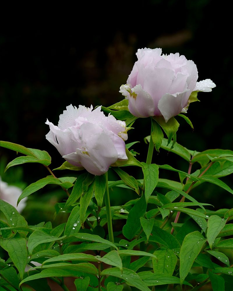 2014.04.15植物园牡丹12.jpg