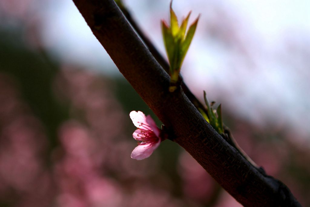 三月桃花艳粉腮