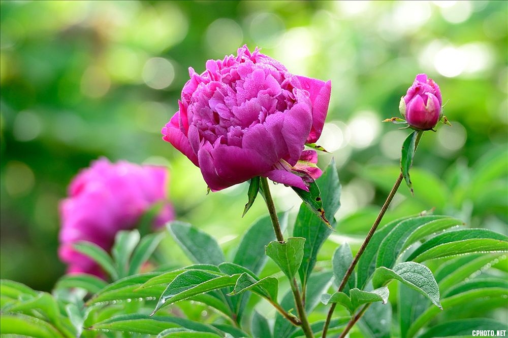 2014.05.11植物园芍药6.jpg