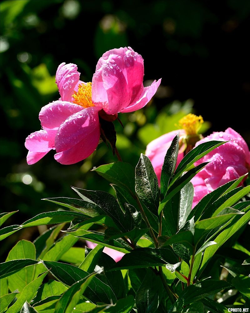 2014.05.11植物园芍药10.jpg