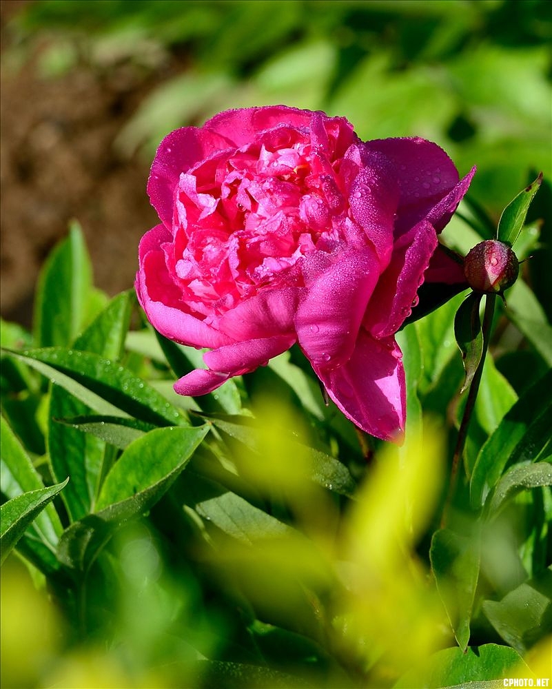 2014.05.11植物园芍药12.jpg