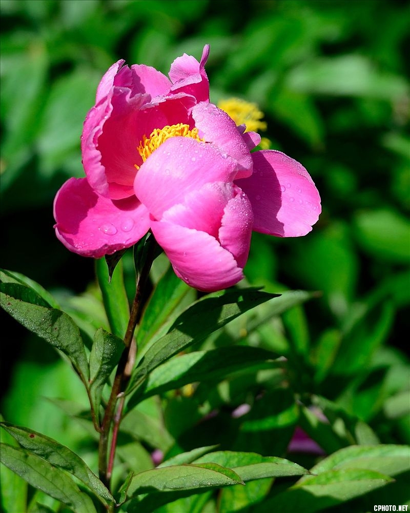 2014.05.11植物园芍药15.jpg