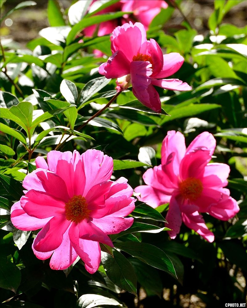 2014.05.11植物园芍药16.jpg