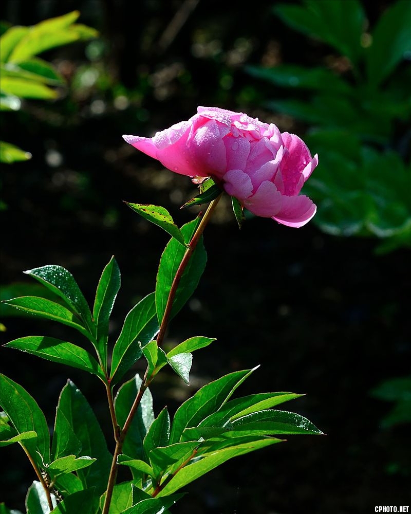 2014.05.11植物园芍药19.jpg