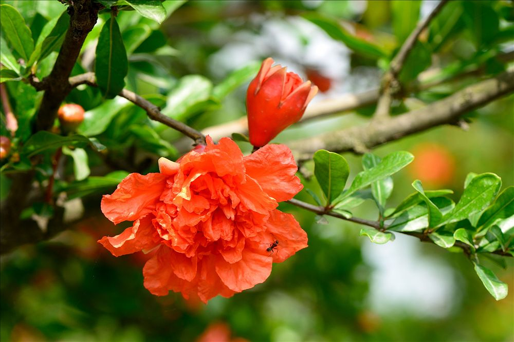 2014.05.24植物园石榴花3.jpg