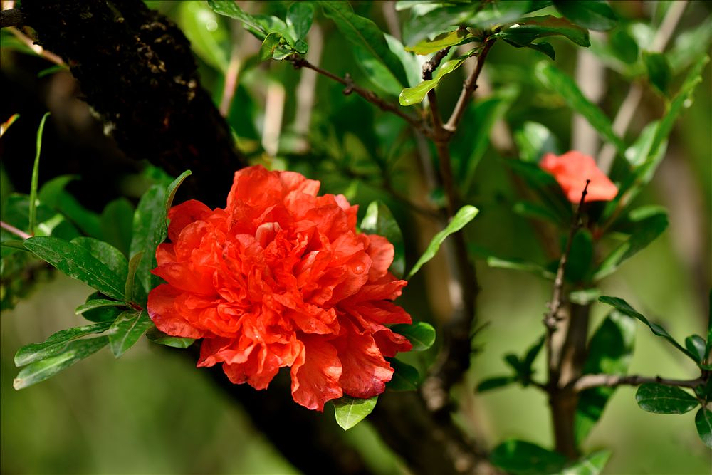 2014.05.24植物园石榴花6.jpg