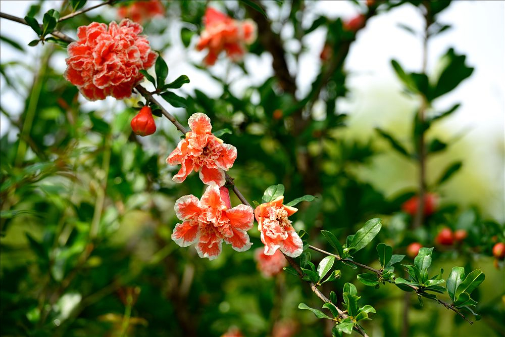 2014.05.24植物园石榴花15.jpg