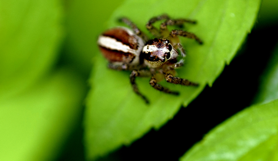 DSC_2681.jpg