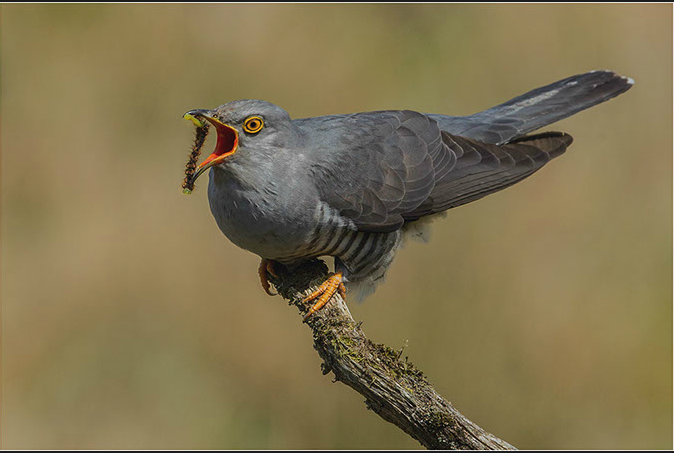 Cuckoo with Caterpiller,Mike Cruise,Scotland.png