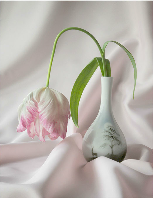 Pink Tulip,Vince Rooker,England..png