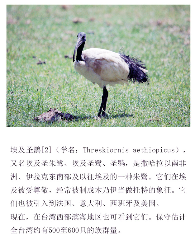 埃及圣鹮 学名：Threskiornis aethiopicus.jpg