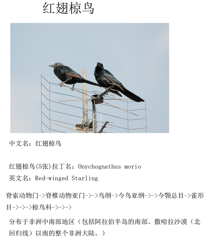 1红翅椋鸟（Onychognathus morio）.jpg