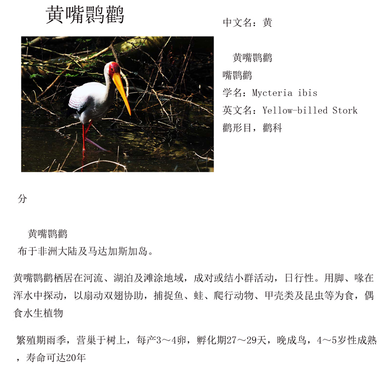 1黄嘴鹮鹳 学名：Mycleria ibis.jpg