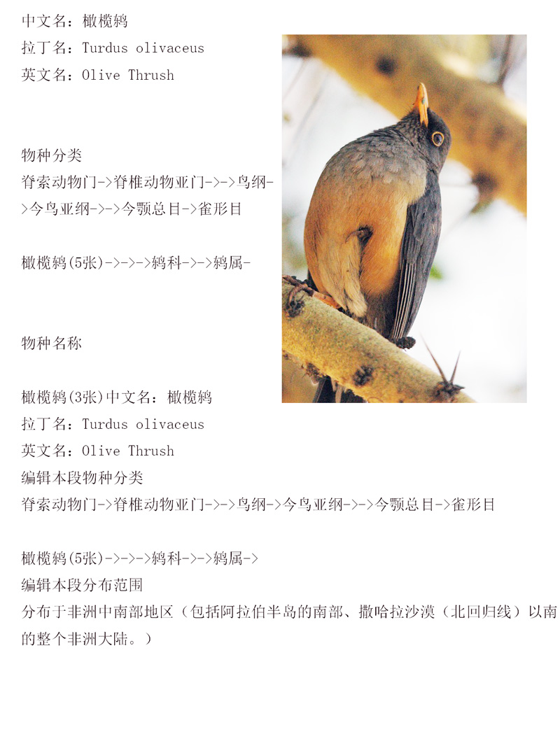 橄榄鸫（Turdus olivaceus）.jpg