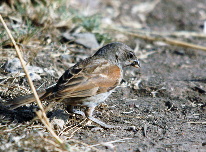 DSC_4806.jpg