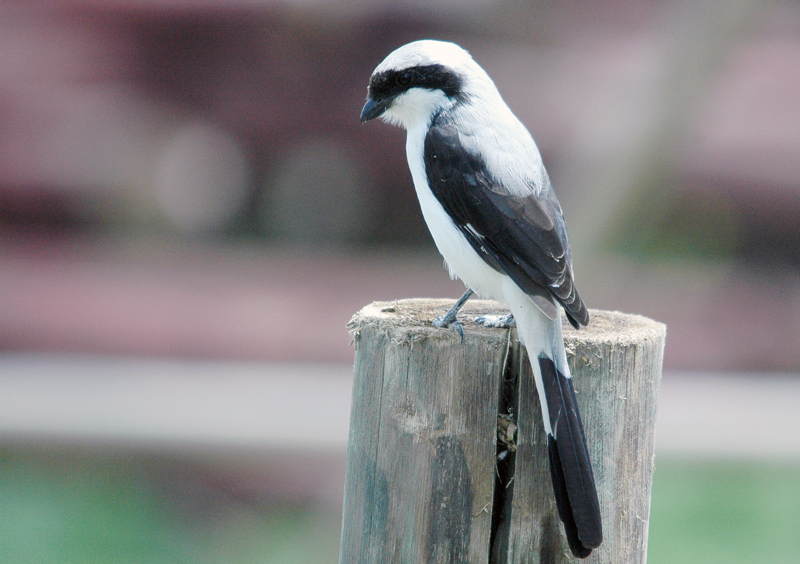 DSC_6292.jpg