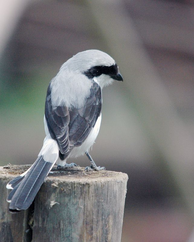 DSC_6312.jpg