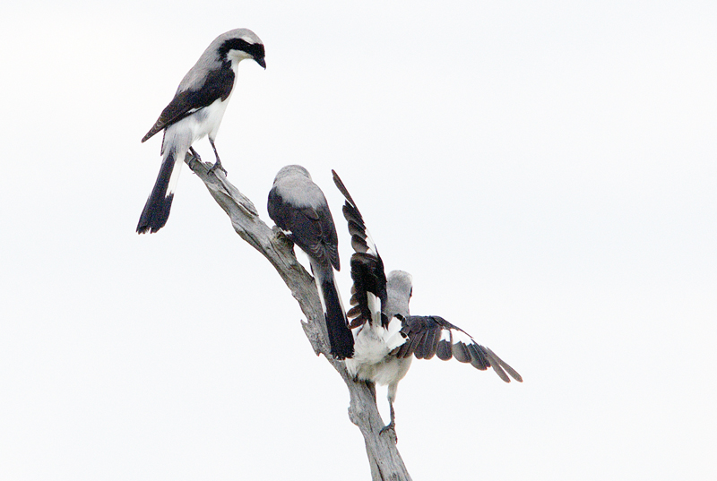 DSC_5745.jpg