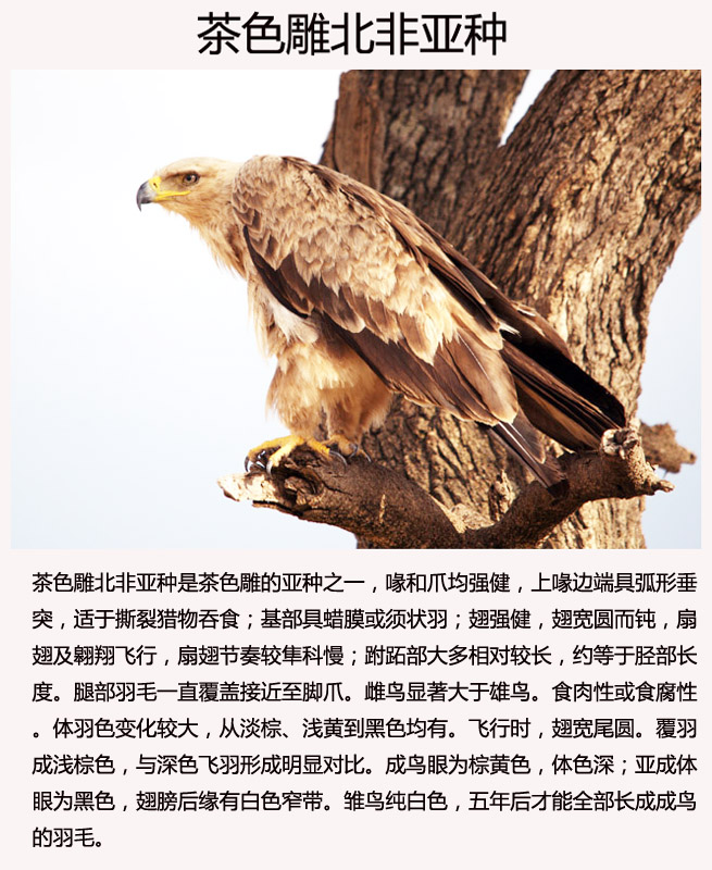 茶色雕 学名：Aquila rapax.jpg