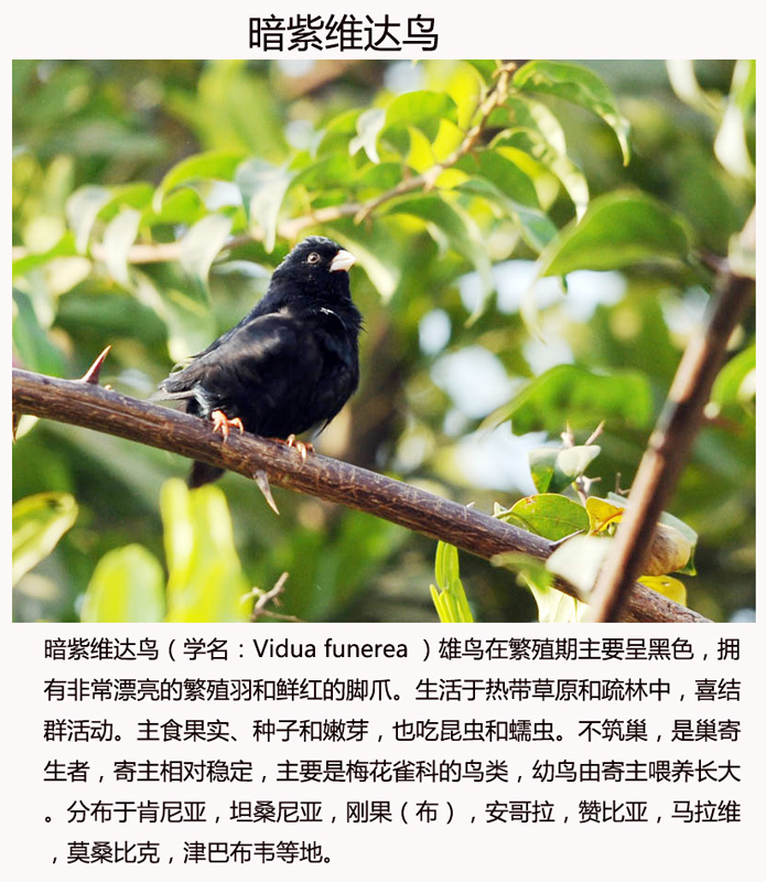 5、6暗紫维达鸟雄鸟    学名：学名：Vidua funerea   (2).jpg