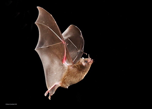David Cantrille-Long Tongued Bat-Nature-UPI Gold.jpg