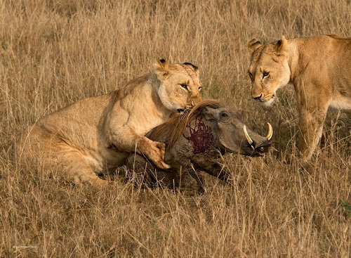 Ian Whiston-Lioness Catching Warthog-Nature-PSA Gold  Authentic Wildlife.jpg