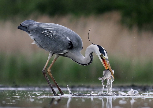 Lajos Nagy Grey Heron Fishing Romania SH Silver medal.jpg