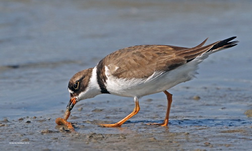 Sandy McMillan Plover Catching Worm United States SH Bronze medal.jpg