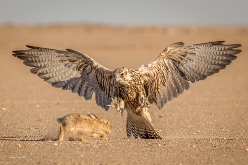 Saleh Dashti Strong Falcon Kuwait SH2 Gold medal.jpg