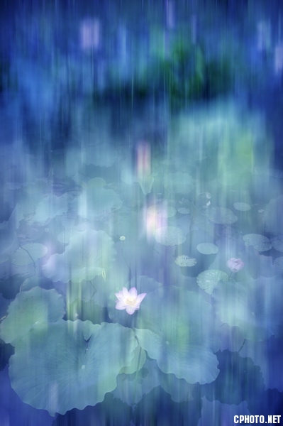 Dream Lotus 3.jpg
