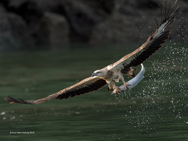 SIEP 银牌 《Eagle Caught a Fish 3》 Koon Nam Cheung 香港.jpg