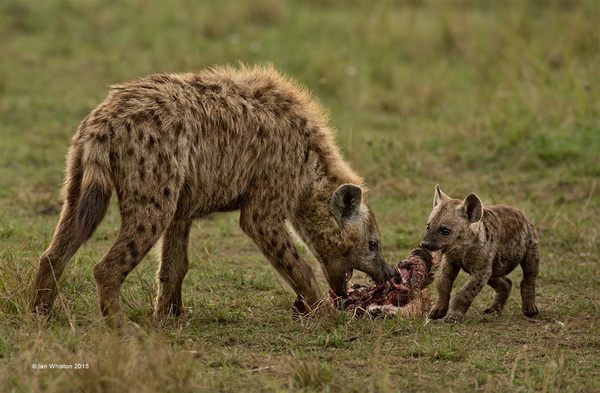 PSA 金牌  《Hyena and Cub》  Ian Whiston 英国.jpg