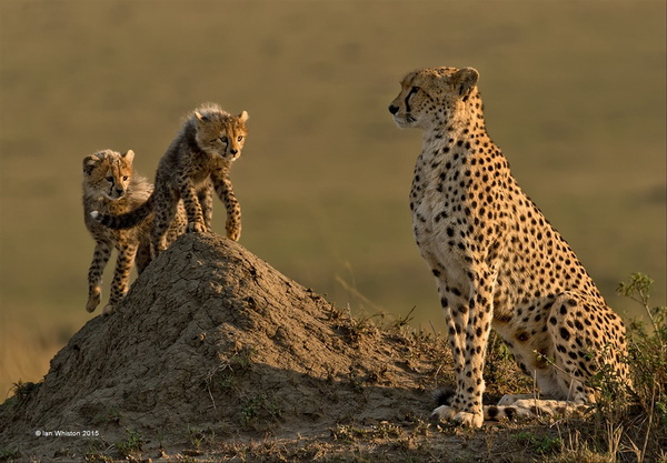 SIEP 铜牌 《 Cheetah and Cubs》 Ian Whiston 英国.jpg