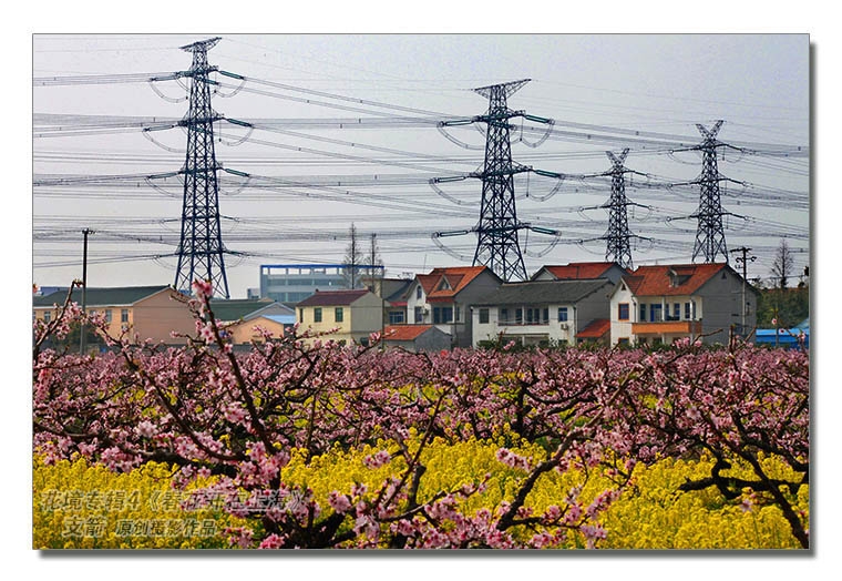 花境专辑4--5图-3《春花开在上海》--支箭-原创摄影作品.jpg