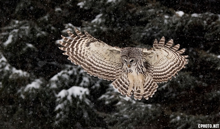 Barred owl Hunting_С.jpg