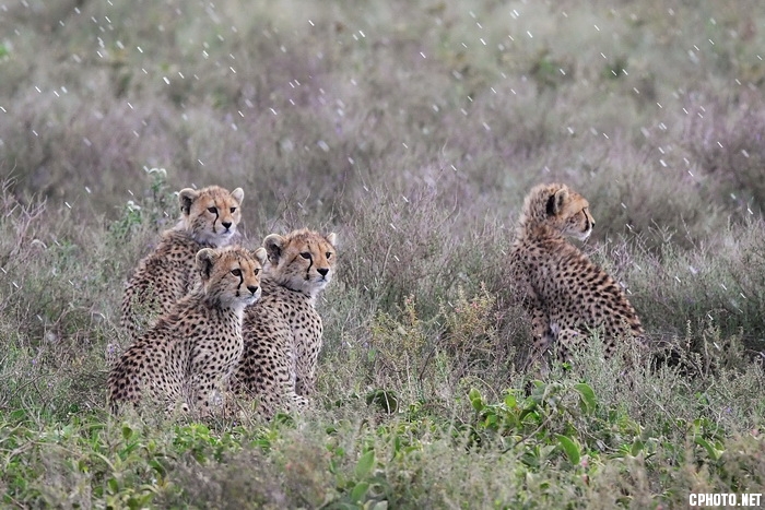 Cheetah Siblings_С.jpg