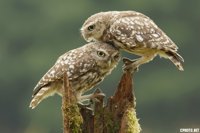 Comforting Little Owls_С.jpg