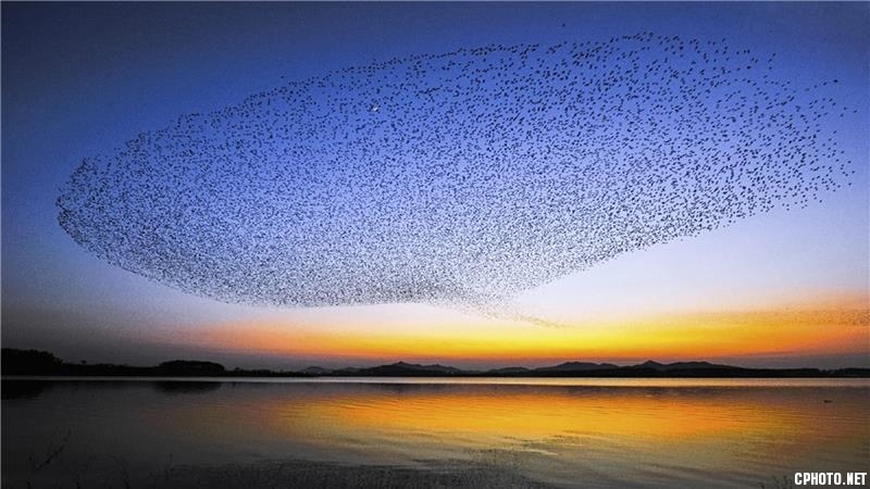 A Flock of Birds.jpg