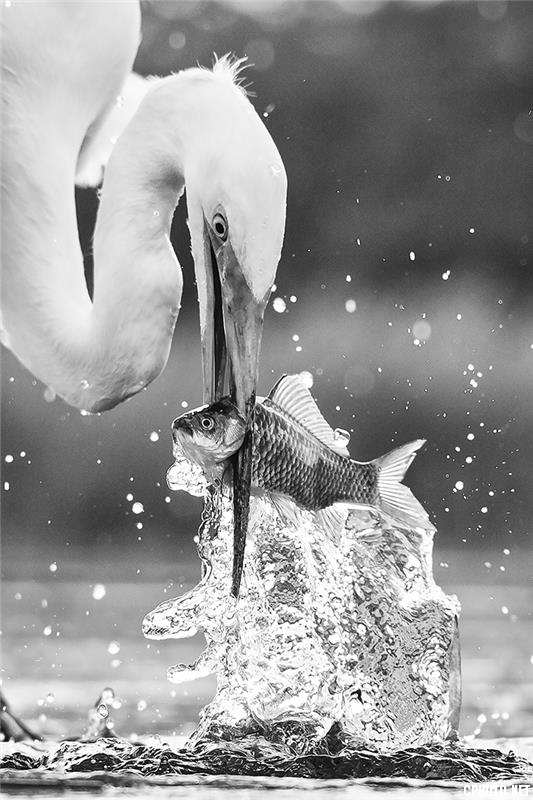 Fishing egret.jpg