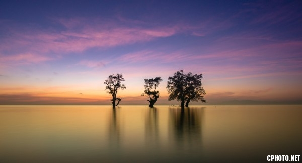 Salt water trees.jpg
