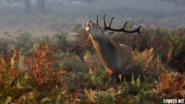 Stag Deer Bellowing.jpg