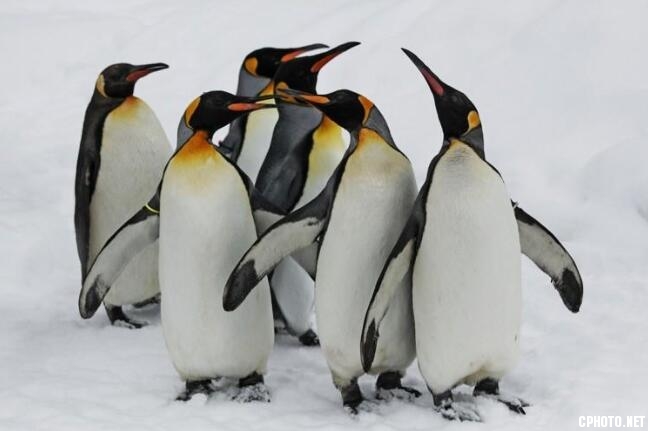 Family Penguin 006.jpg