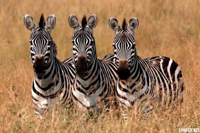 Plains zebras.jpg