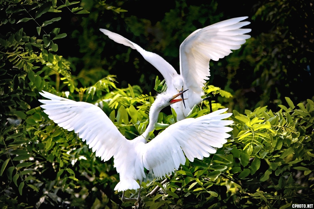 20100604摄于微山湖湿地，D700，《恋》_g1.jpg