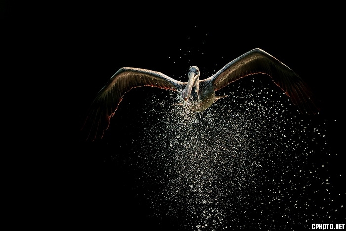 Pelican in flight and splashing_调整大小.jpeg