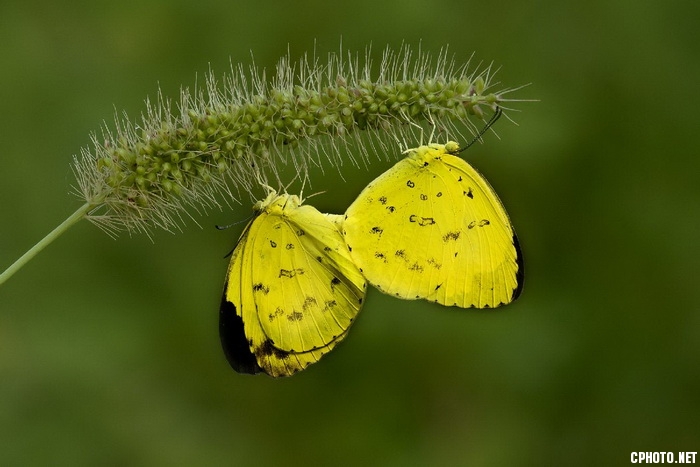 yellow butterflies mationg_С.jpg