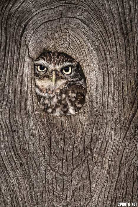 little owl_С.jpg