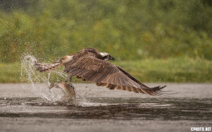 osprey catch of the day_调整大小.jpg